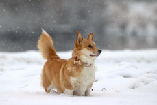 Ветеринар назвал самую опасную погоду для домашних животных