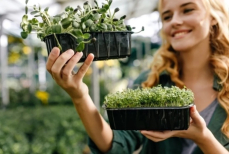 Какую рассаду на окне можно начать выращивать уже сейчас