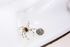 Эксперт назвал три почти бесплатных способа избавиться от пауков в ванной