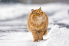 Ветеринар предупредил об опасности снега для домашних кошек