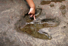 Искусственный интеллект раскрыл тайны следов динозавров