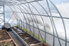 Какие культуры можно сеять в теплицу в феврале