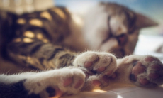 Почему кошки часто спят в обуви хозяев