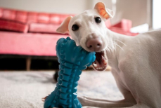 Ветеринар объяснила, как правильно приучить собаку к чистке зубов