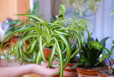 Как понять что комнатные растения болеют