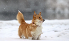 Как правильно мыть собаку зимой