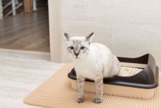 Ветеринар предупредил об опасных рисках редкой уборки кошачьего лотка