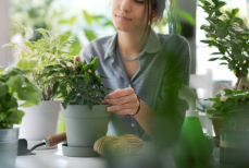 Лайфхаки для ухода за домашними растениями