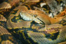 На планете нашли самую длинную змею в истории — её длина поражает