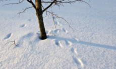 Грозит ли обилие снега садовым культурам