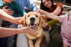 Мечта хозяина — эксперты назвали пять самых «удобных» собак-долгожителей