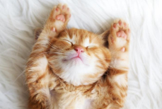 Названа неочевидная причина, почему кошки лежат на спине лапами вверх