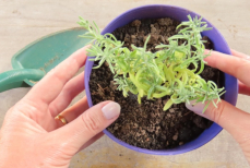 Что сделать в феврале для роскошной клумбы летом