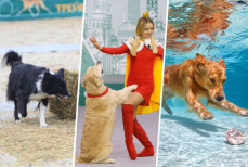 Топ-4 необычных спортивных дисциплин для собак
