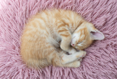 Зоопсихолог рассказала, как приучить кошку спать по ночам