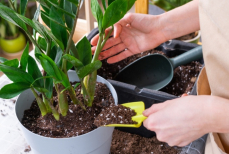 Список препаратов в аптечке опытного садовода-огородника