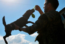 Как вычислить непрофессионализм кинолога