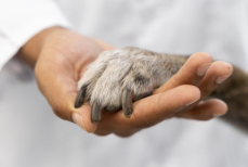 Боль, которую обесценивают — почему смерть питомца переживается как утрата близкого