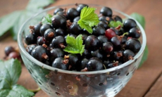 Названы плюсы употребления черной смородины
