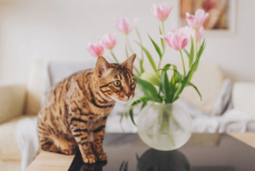 Как отучить кошку прыгать по столам