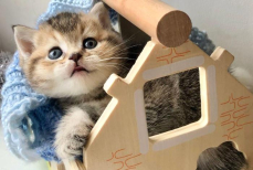 Китайский блогер построил для кошек мини-город с метро и спа. Видео