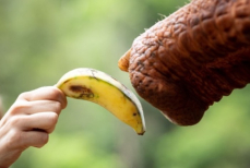 Учёные раскрыли секрет ловкости слоновьего хобота