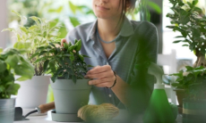 Какие домашние растения помогут поддержать иммунитет