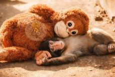 Игрушка вместо мамы — трогательная история маленькой макаки покорила соцсети. Видео