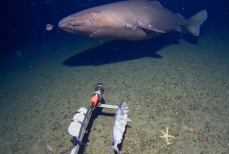 Там, где их не ждали — акулы появились у берегов Антарктиды