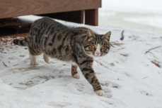 Ветеринар назвал самые важные анализы для кошек с улицы