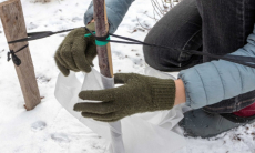 Как защитить плодовые деревья от грызунов