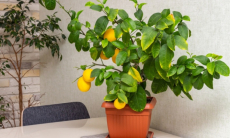 Простые хитрости — уход за комнатным лимоном и гранатом