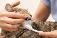 Кошатникам дали совет, как легко почистить зубы питомцу