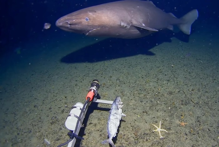 Там, где их не ждали — акулы появились у берегов Антарктиды